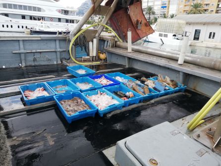 Cajas con plásticos 'pescados' por las barcas de arrastre de Dénia. Cajas con plásticos 'pescados' por las barcas de arrastre de Dénia.