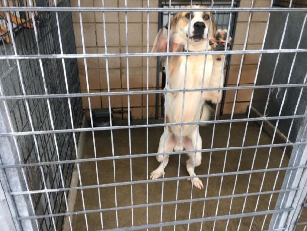 Este perro espera una familia que lo adopte. Unidad de Bienestar y Sanidad Animal de SADECO. Córdoba Este perro espera una familia que lo adopte. Unidad de Bienestar y Sanidad Animal de SADECO. Córdoba