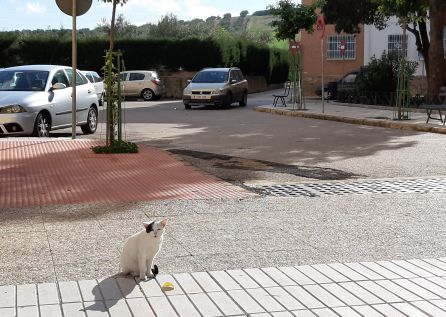 Imagen de un gato callejero en la barriada de Santa Ana Imagen de un gato callejero en la barriada de Santa Ana