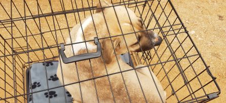 Rescatan a 15 perros abandonados de una residencia canina de Villarrobledo Rescatan a 15 perros abandonados de una residencia canina de Villarrobledo