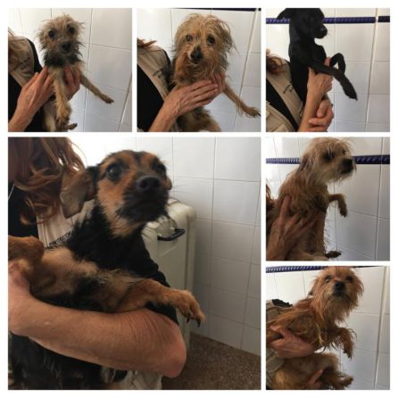 Rescatados once perros de dos contenedores en Alicante Rescatados once perros de dos contenedores en Alicante