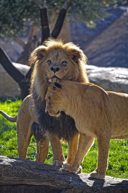 Leones en Bioparc València Leones en Bioparc València