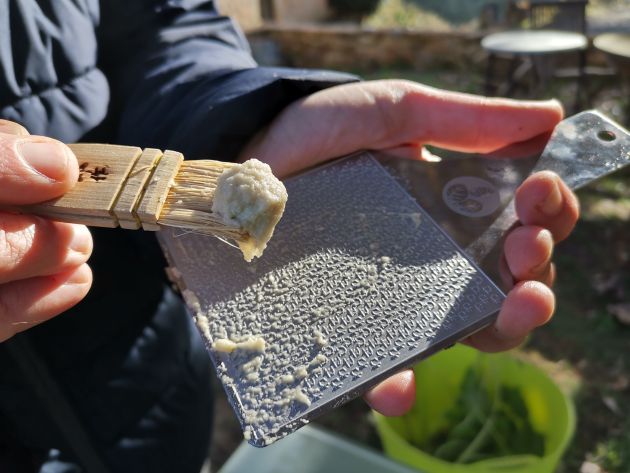 Wasabi al Montseny, un autèntic miracle agrícola Wasabi al Montseny, un autèntic miracle agrícola