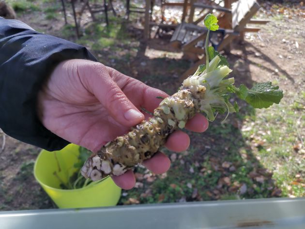 Wasabi al Montseny, un autèntic miracle agrícola Wasabi al Montseny, un autèntic miracle agrícola