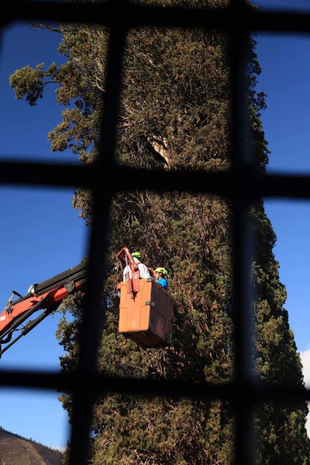 El ciprés de la Anunciada de Villafranca podría ser el siguiente en desplomarse, según A Morteira El ciprés de la Anunciada de Villafranca podría ser el siguiente en desplomarse, según A Morteira