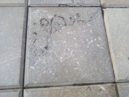 Fósiles urbanos en el suelo del centro de Huelva. Fósiles urbanos en el suelo del centro de Huelva.