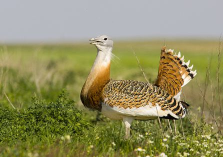 Avutarda Avutarda