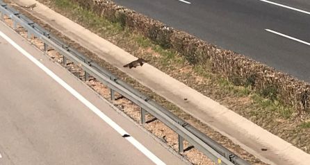Jabalí atropellado en la Ap-7 en Tavernes Jabalí atropellado en la Ap-7 en Tavernes