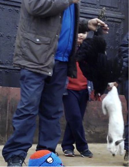 Imagen de una de las rifas de otros animales domésticos Imagen de una de las rifas de otros animales domésticos