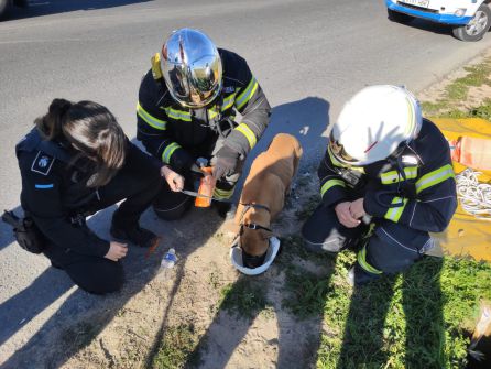 Agentes y bomberos atendieron al perro una vez fue rescatado del pozo. Agentes y bomberos atendieron al perro una vez fue rescatado del pozo.