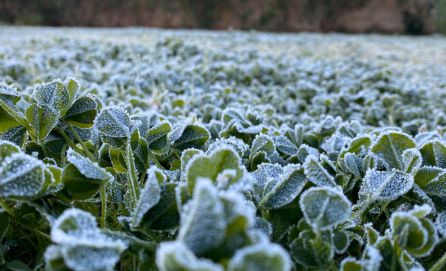 Hielo sobe un campo de Marxuquera Hielo sobe un campo de Marxuquera