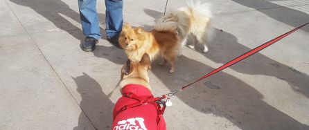La obligación de limpiar los orines de las mascotas entrará en vigor en febrero La obligación de limpiar los orines de las mascotas entrará en vigor en febrero