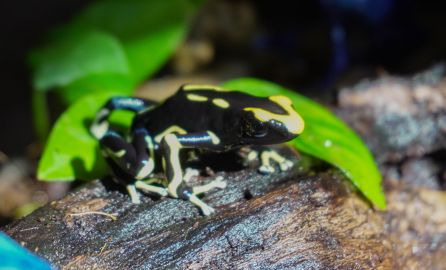 Dendrobates Tintorius Alanis Dendrobates Tintorius Alanis
