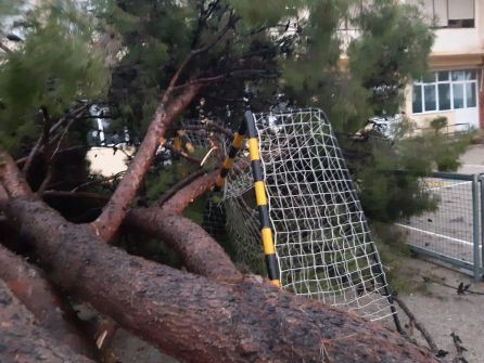 Árbol caído en el colegio Calderón del Grau de Gandia Árbol caído en el colegio Calderón del Grau de Gandia