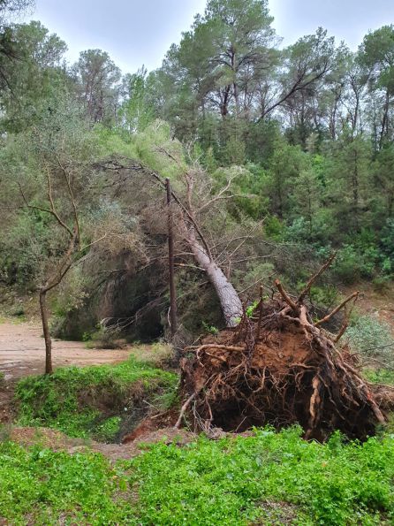 árbol caído en Benirrás árbol caído en Benirrás