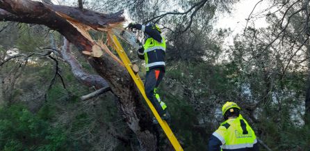 Vientos: Caídas de árboles en Formentera al paso de la borrasca 'Gloria' Vientos: Caídas de árboles en Formentera al paso de la borrasca 'Gloria'