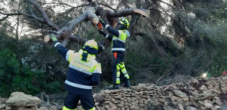 Vientos: Caídas de árboles en Formentera al paso de la borrasca 'Gloria' Vientos: Caídas de árboles en Formentera al paso de la borrasca 'Gloria'