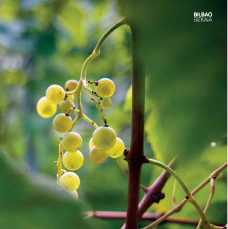 Viñas Viñas