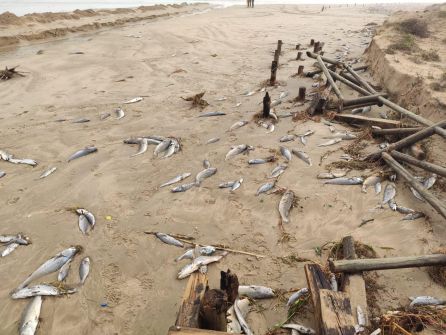 Peces muertos en la playa de Xeraco Peces muertos en la playa de Xeraco
