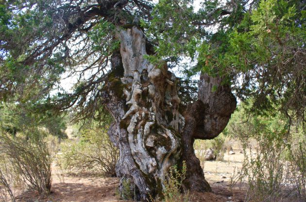 En el camino encontraremos sabinas de gran porte y antigüedad. En el camino encontraremos sabinas de gran porte y antigüedad.