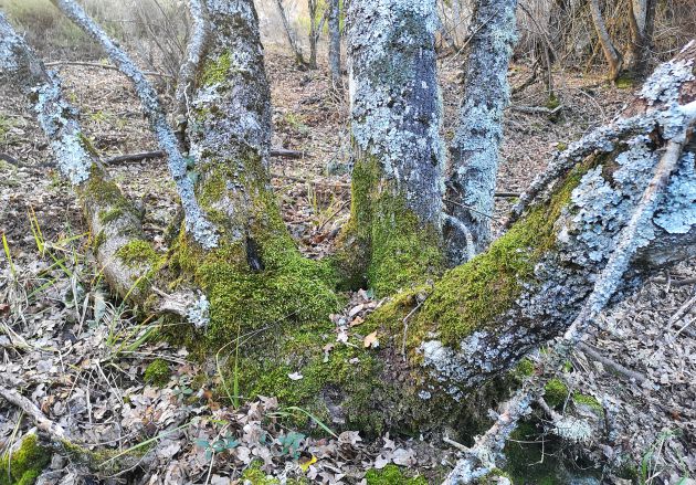 En la ruta veremos, además de pinos, robles quejigos, acebos y arces de Montpellier de grandes dimensiones. En la ruta veremos, además de pinos, robles quejigos, acebos y arces de Montpellier de grandes dimensiones.