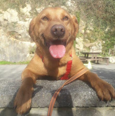 Toffee busca una familia que lo adopte Toffee busca una familia que lo adopte
