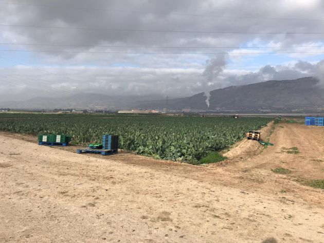 Imagen de una plantación en Alhama Imagen de una plantación en Alhama