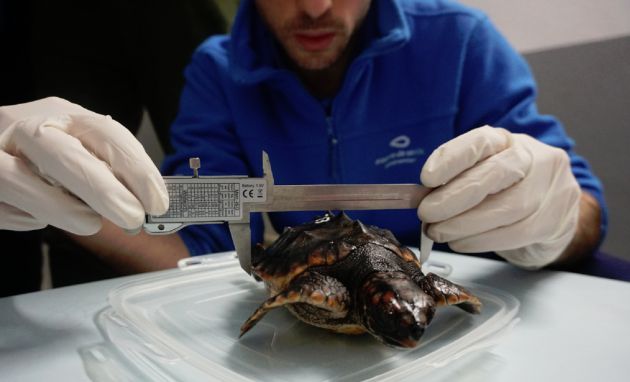 Recuperación de cuantro pequeñas tortugas bobas Recuperación de cuantro pequeñas tortugas bobas