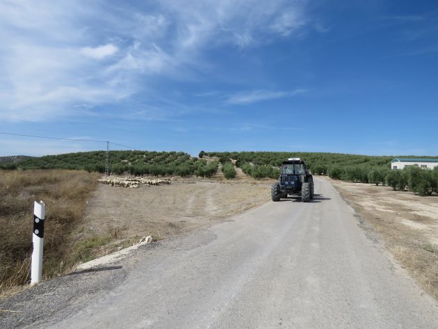 Actividad agraria en la Subbética Actividad agraria en la Subbética