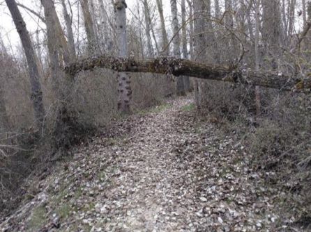 La invasión de troncos y ramas en la senda del Duero es uno de los ascpectos que preocupan a los vecinos La invasión de troncos y ramas en la senda del Duero es uno de los ascpectos que preocupan a los vecinos