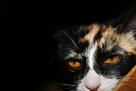 Fotografía de un gato Fotografía de un gato