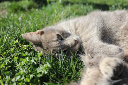 Fotografía de un gato sobre la hierba Fotografía de un gato sobre la hierba