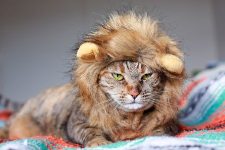 Fotografía de un gato caracterizado de león Fotografía de un gato caracterizado de león