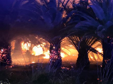 Las llamas han calcinado el vivero de palmeras Las llamas han calcinado el vivero de palmeras