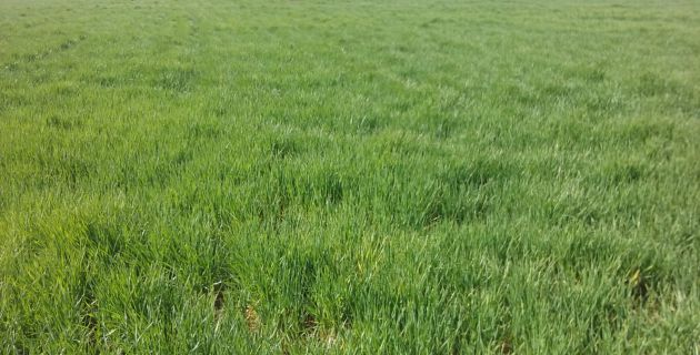 Imagen de la siembra en la explotación agrícola en la comarca de Montiel Imagen de la siembra en la explotación agrícola en la comarca de Montiel