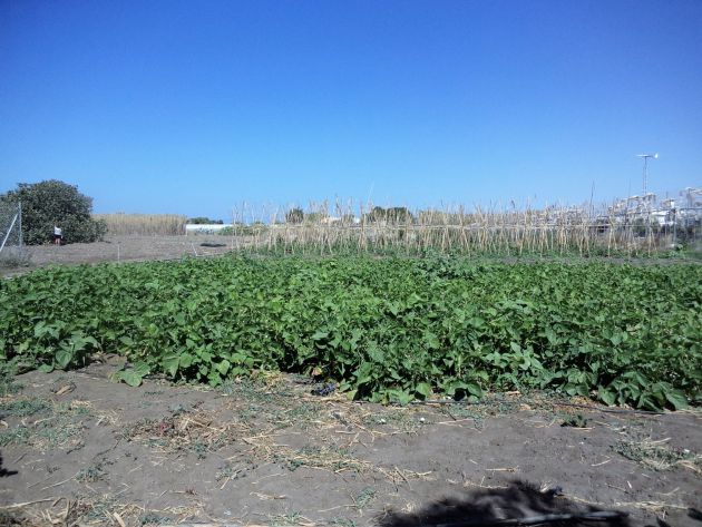 Una imagen pasada de la huerta de Juan, con la higuera al fondo a la izquierda Una imagen pasada de la huerta de Juan, con la higuera al fondo a la izquierda