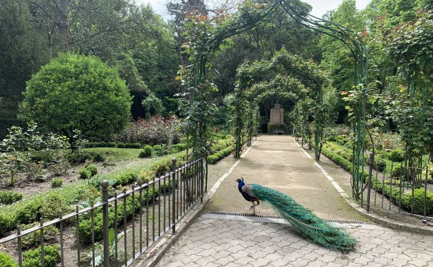 Pavo Real Pavo Real