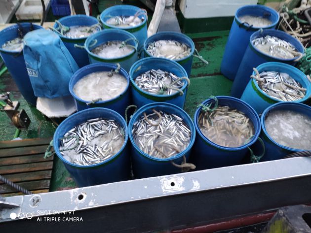 Capturas de boquerones en un barco de Punta Umbría Capturas de boquerones en un barco de Punta Umbría
