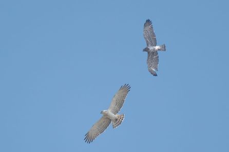 Águilas en el cielo de Beniopa Águilas en el cielo de Beniopa