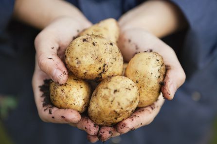 Imagen de una persona sosteniendo un puñado de patatas Imagen de una persona sosteniendo un puñado de patatas