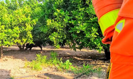 El jabalí tras ser rescatado por los bomberos El jabalí tras ser rescatado por los bomberos