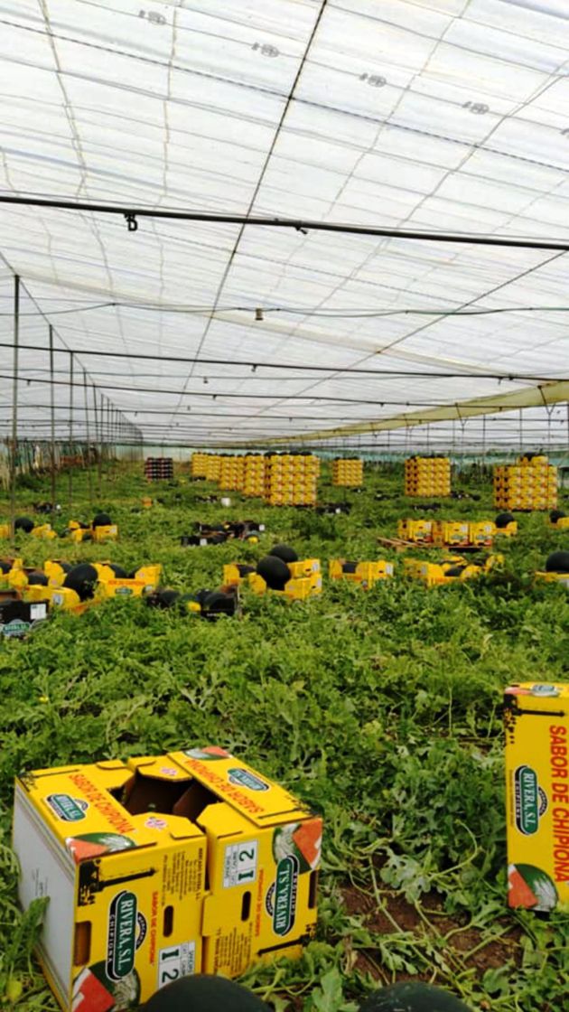 Invernadero de Chipiona dedicado a productos hortícolas Invernadero de Chipiona dedicado a productos hortícolas