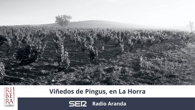 Viñedos de Pingus Viñedos de Pingus
