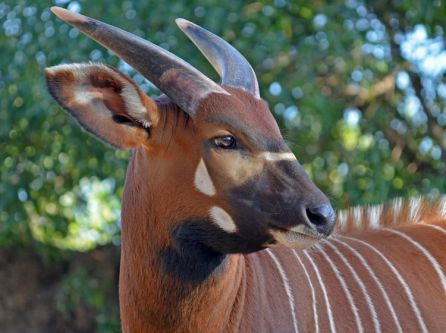 Bongo oriental Bongo oriental