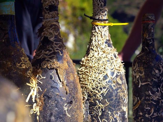 Bienvenidos al mundo del vino submarino Bienvenidos al mundo del vino submarino