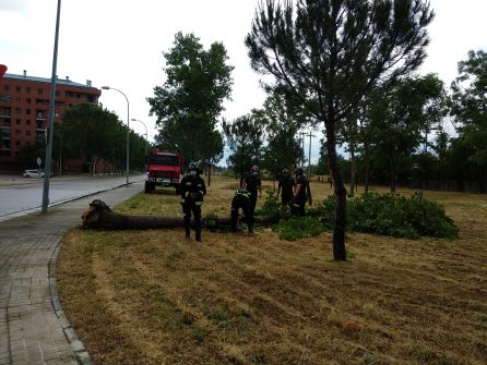 Ventolera arboricida Ventolera arboricida