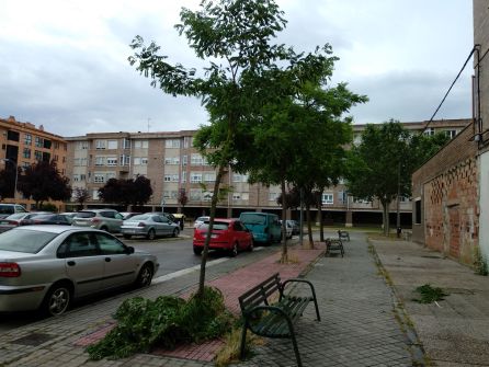 Ventolera arboricida Ventolera arboricida