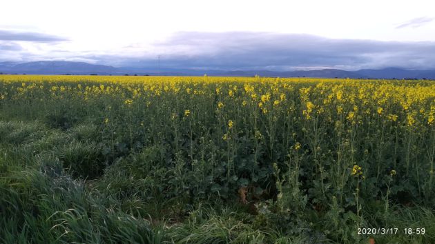 Campo de colza en la provincia Campo de colza en la provincia