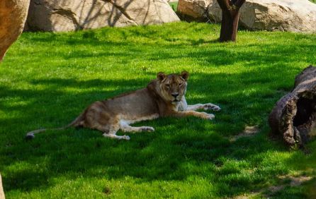 La leona Fa en Bioparc La leona Fa en Bioparc