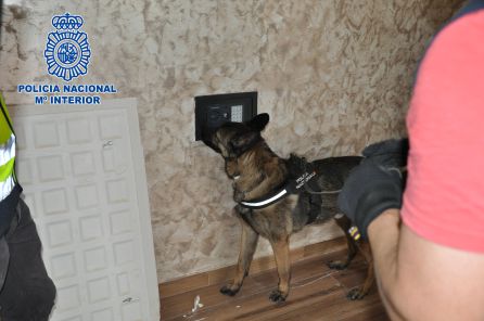Perro adiestrado detecta una caja fuerte Perro adiestrado detecta una caja fuerte